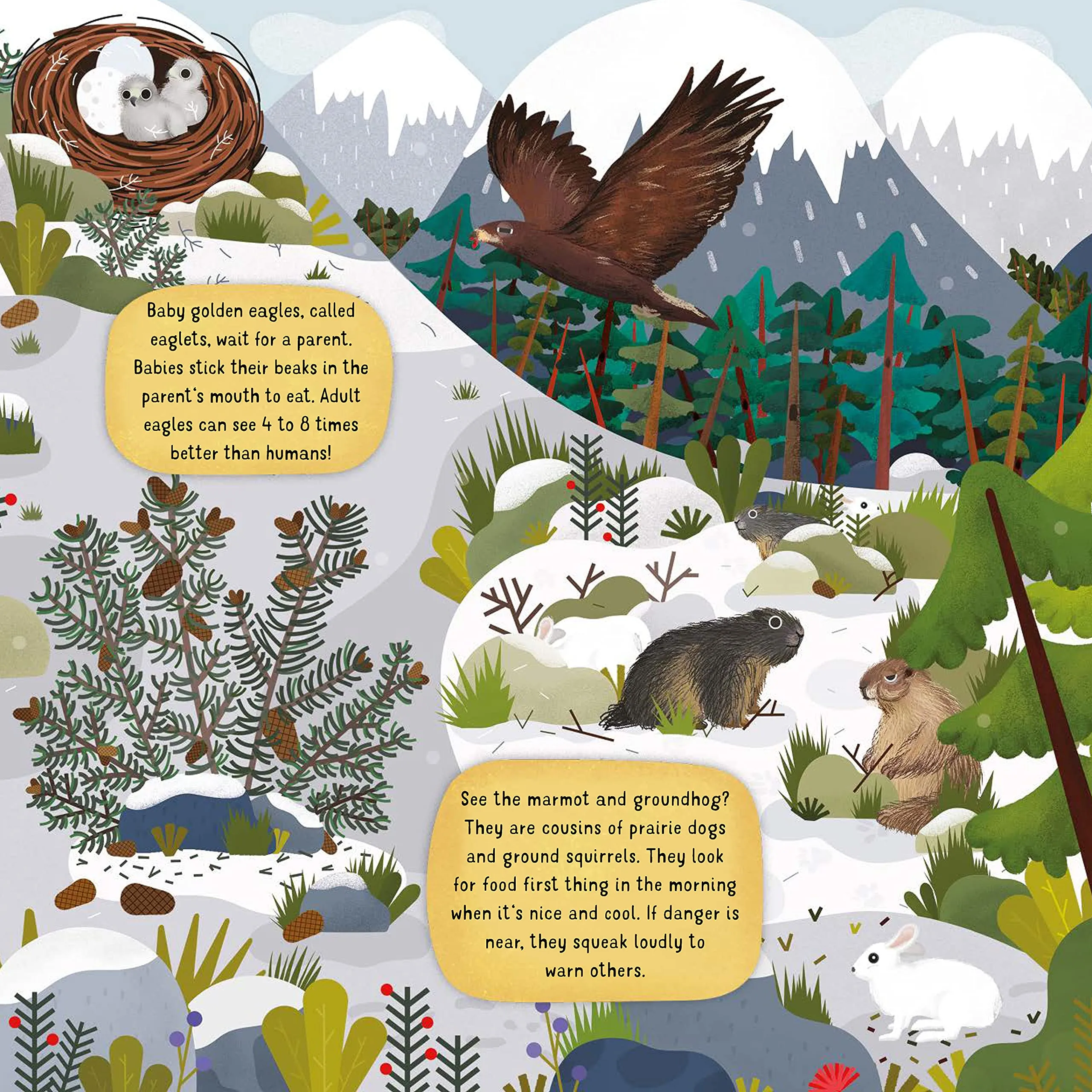 Discovering Nature on the Mountainside Board Book